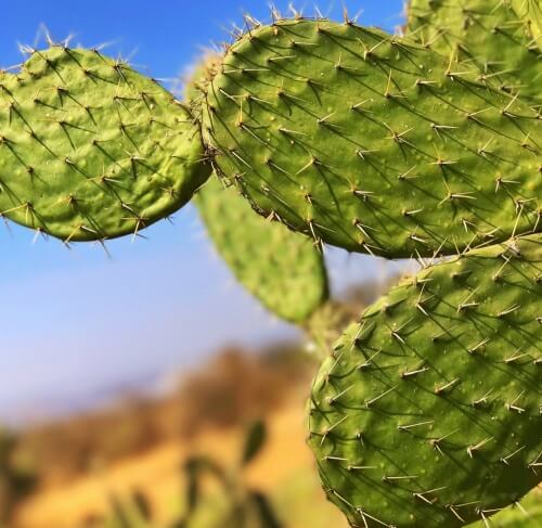 RallyFunJapan | WRC RALLY MEXICO 2019 SCHEDULE